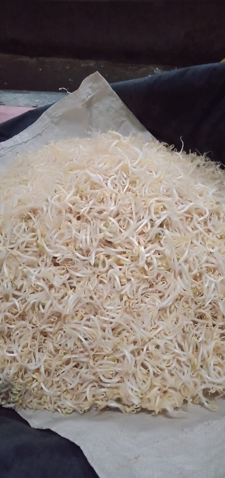 Kecambah tauge segar hasil produksi Kecambah Klaten