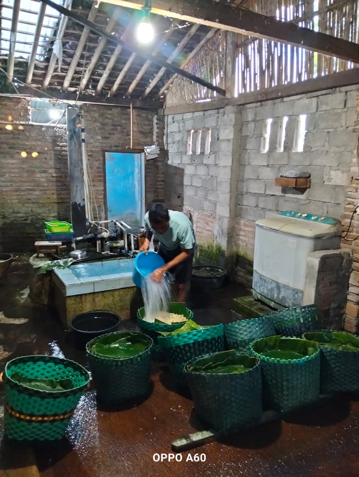 Proses produksi kecambah di tempat produksi Kecambah Klaten